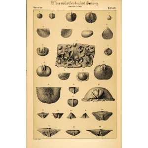  1882 Orthis Spirifera Chonetes Fossils Shells Wisconsin 