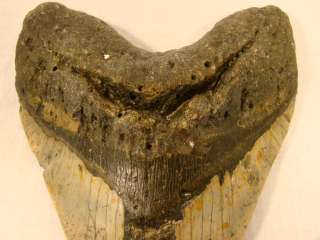 HUGE Old CARCHAROCLES MEGALODON Pre Historic SHARK TOOTH Antique 
