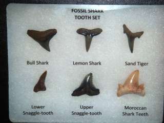 Fossil Set   Shark Teeth Lemon Bull Sand Tiger Snaggle  