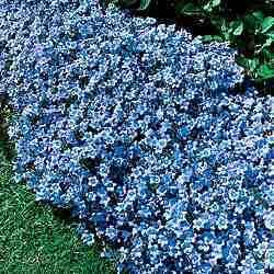 BELLFLOWER CLIP~Blue Perrenial Ground Cover`~30 seeds+ Fresh 2011 