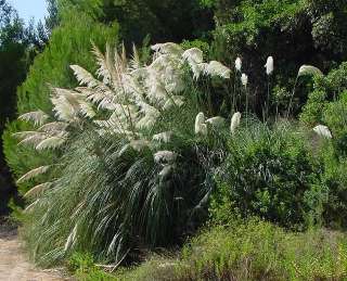 Ornamental WHITE PAMPAS GRASS Perennial 500 Seeds  