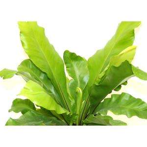Delray Plants 7 in. Premium Birds Nest Fern Plant 7BNF at The Home 