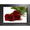 Rote Rose / Blume Bilder auf Leinwand mit Keilrahmen ! Schwarz Weiß 