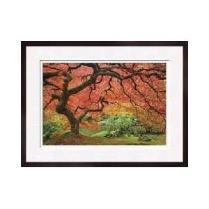 Japanese Maple Tree Framed Giclee Print