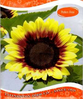 Mezzulah Sunflower Seeds   Annual   1 gram  