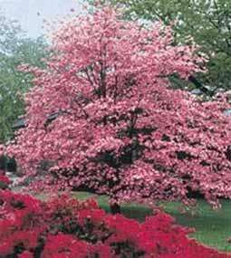 Pink Flowering Dogwood (Cornus florida rubra)   Seed  