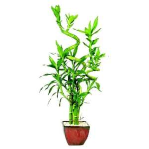    Brussels DT0137LB5C Lucky Bamboo Plant Patio, Lawn & Garden