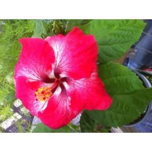  Cajun Hibiscus Creole Belle  Gallon Plant Patio 