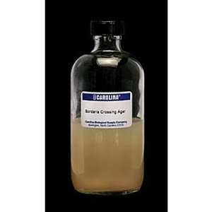 Cornmeal Glucose Yeast (Sordaria) Agar, Prepared Media Bottle, 125 mL 