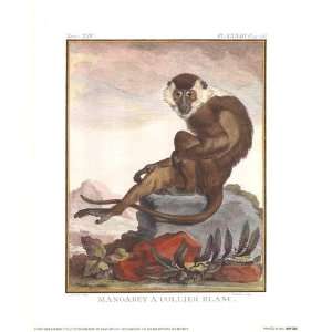  Mangabey A Collier Blanc by Georges Louis Leclerc, Comte de Buffon 