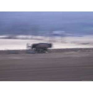  An Amish Farmer Plows a Field by an Oxen Drawn Plow 