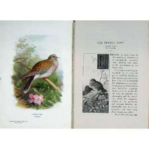   1901 Swaysland Wild Birds Turtle Dove Thorburn Colour: Home & Kitchen