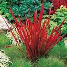 Rare Color Explosion Perennials  Helenium Red Jewel Plant  