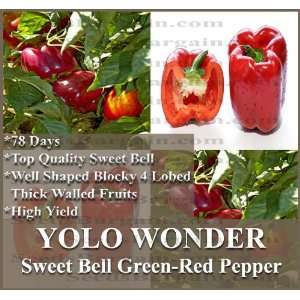 80 YOLO WONDER Pepper seeds HIGH YIELD ~ Top quality sweet bell blocky 