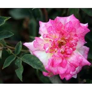  Tip Top Rose Seeds Packet: Patio, Lawn & Garden