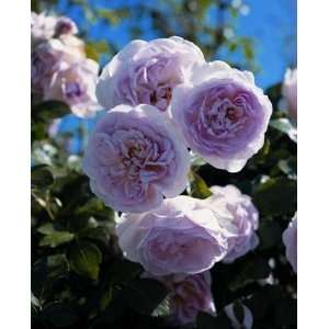  Lovely Bride Rose Seeds Packet: Patio, Lawn & Garden
