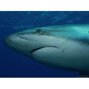 Close View of a Silvertip Reef Shark National Geographic Collection 
